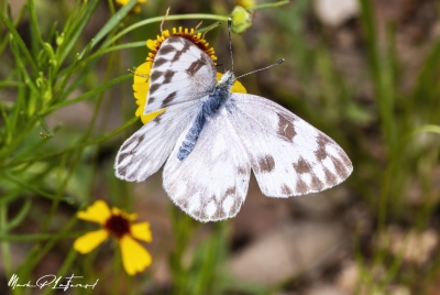 Checkered White Butterfly